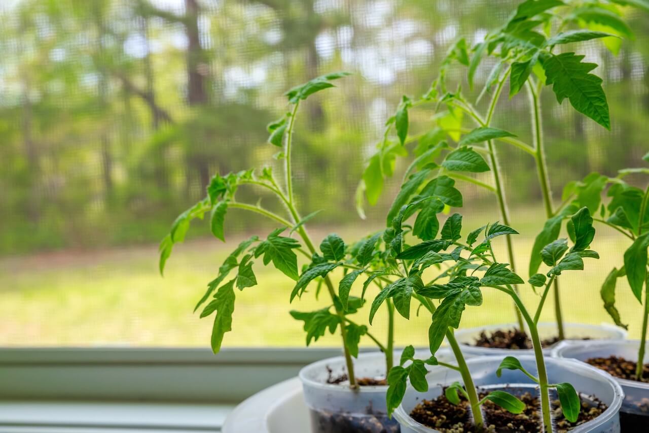 Tomaten-Setzlinge im Wintergarten bepflanzen – junge Pflanzen im Anzuchttopf
